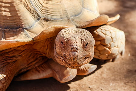 Brown Turtle thumbnail