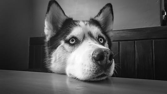 adult Siberian husky on grayscale photo thumbnail