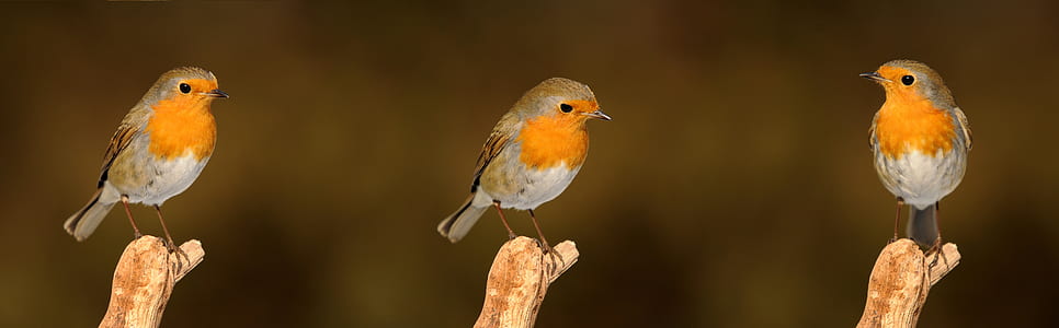 three orange birds thumbnail