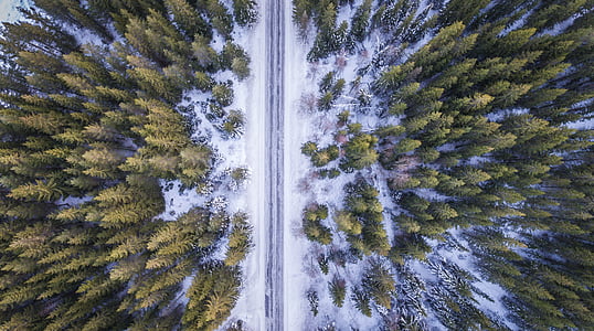 pathway in the middle of trees thumbnail