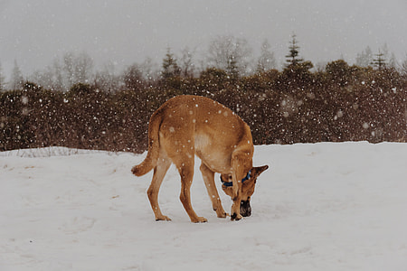 adult black and tan German shepherd on the snowy field thumbnail