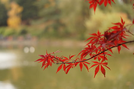 selective focus photography of red leafed plant thumbnail