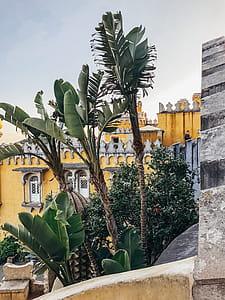 Green Banana Trees Beside Buildings thumbnail