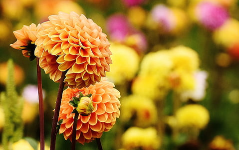 orange petaled flowers close-up photography thumbnail