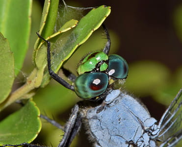 grey and green insect thumbnail
