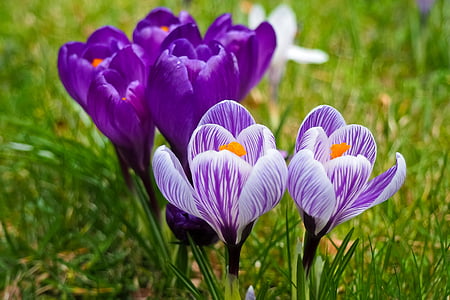 macro photography of purple petaled flowers thumbnail