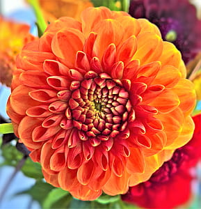 orange dahlia flower in bloom close up photo thumbnail