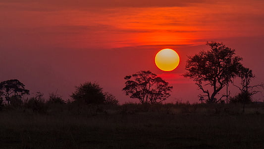 silhouette of trees at golden hour thumbnail