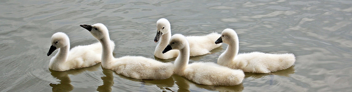 five white ducklings on body of water thumbnail