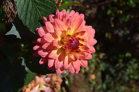 selective focus photography of pink and yellow dahlia flower in bloom thumbnail