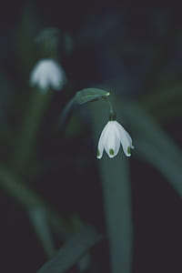 close-up photography of white snowflakes flower thumbnail