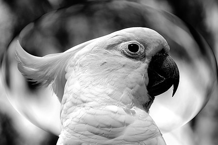 grayscale photography of cockatoo thumbnail