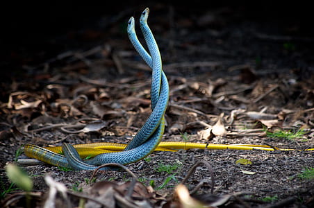 gold-and-teal snakes beside dried leaves thumbnail