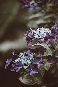 selective focus photography of purple lace cap hydrangea flowers thumbnail