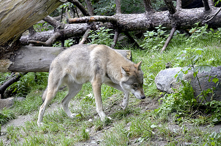brown and white fox standing on grass during daytime thumbnail