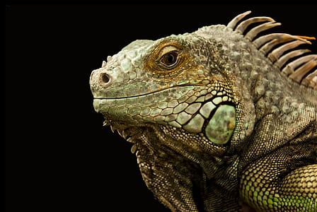 animal, pet, lizard, reptile thumbnail