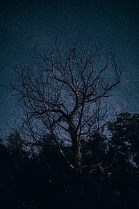 bare tree during night thumbnail