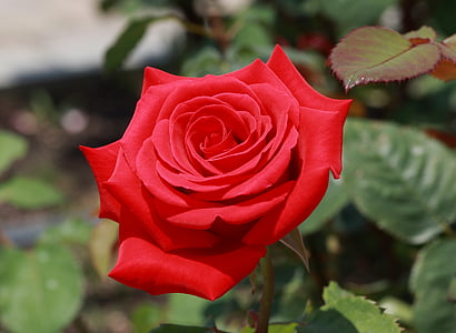 closeup photo of red rose flowers thumbnail