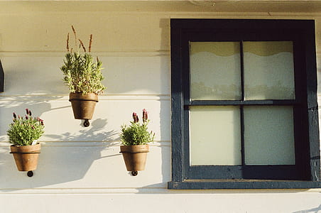 three green leafed plant on pots beside window thumbnail