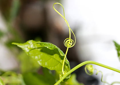 selective focus photography of green leaf thumbnail