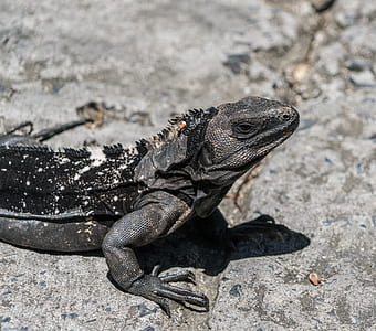 black and gray iguana thumbnail