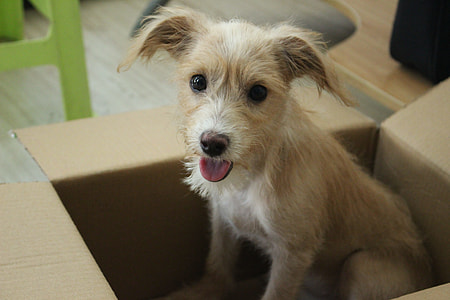Dog, Cute thumbnail
