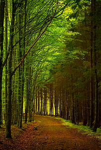 brown pathway between green leafed trees thumbnail