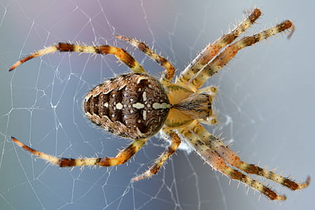 macro shot of brown spider thumbnail