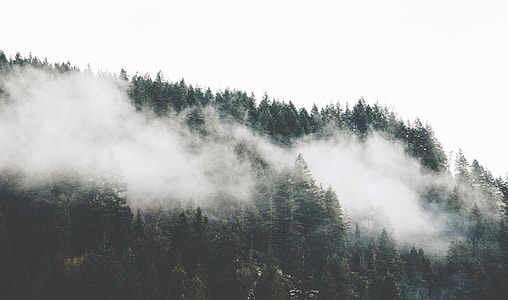 forest cover by mist thumbnail