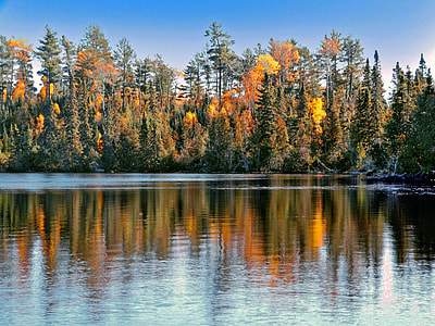 photo of trees surrounded the river thumbnail