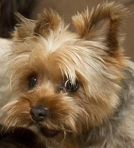 black and tan Yorkshire terrier on white sofa thumbnail
