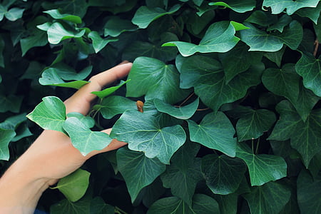 green leaf plant thumbnail
