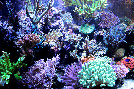 coral reefs thumbnail