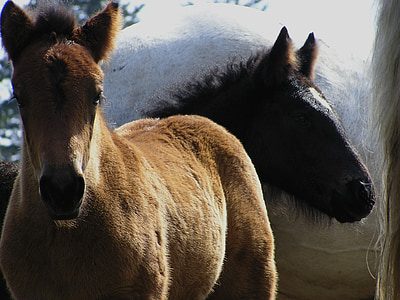 two brown and black horse beside white stone at daytime thumbnail