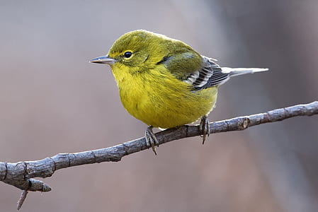 yellow bird perched on tree thumbnail