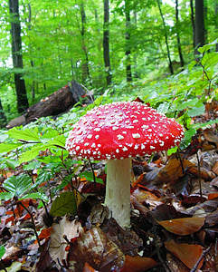 red and beige mushroom on forest thumbnail