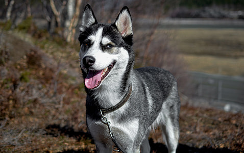 adult white and black Siberian husky thumbnail