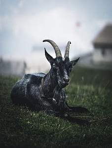 goat lying on grass thumbnail