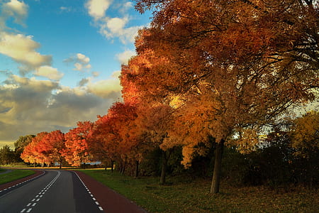 road beside tall trees thumbnail