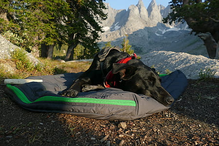 adult short-coated black dog sleeping on black mat thumbnail