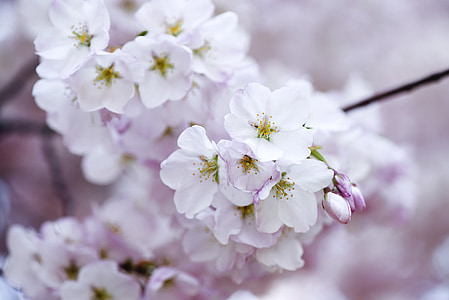 white petaled flowering tree thumbnail