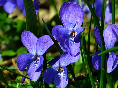 photograph of purple flowers thumbnail