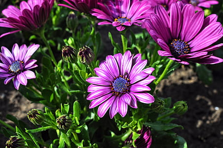 close up photo of pink daisy flowers thumbnail