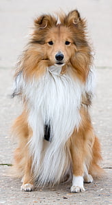 adult tan and white Shetland sheepdog thumbnail