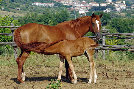 brown horse and baby feeding thumbnail