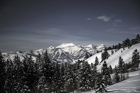 field of trees near mountain thumbnail