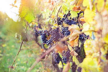 Ripe Grapes in Vineyard thumbnail