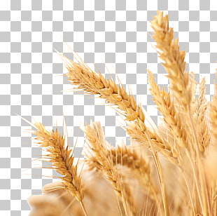 Wheat Harvest Crop, wheat, selective focus photography of wheat PNG clipart