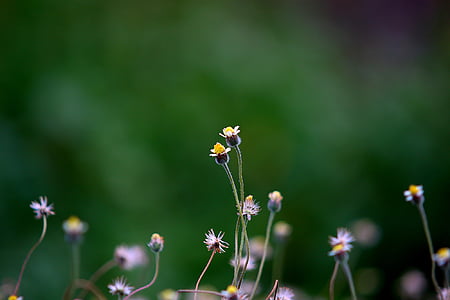 selective focus photography of yellow petaled flower thumbnail