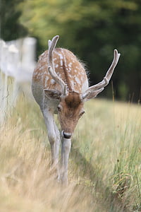 brown deer standing on green grass during daytime thumbnail